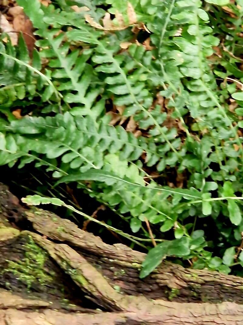 Blechnum spinulosum habit