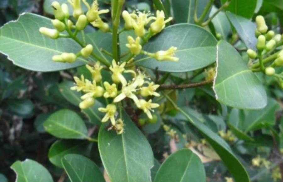 Acronychia imperforata flower