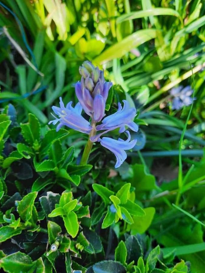 Hyacinthoides hispanica flower
