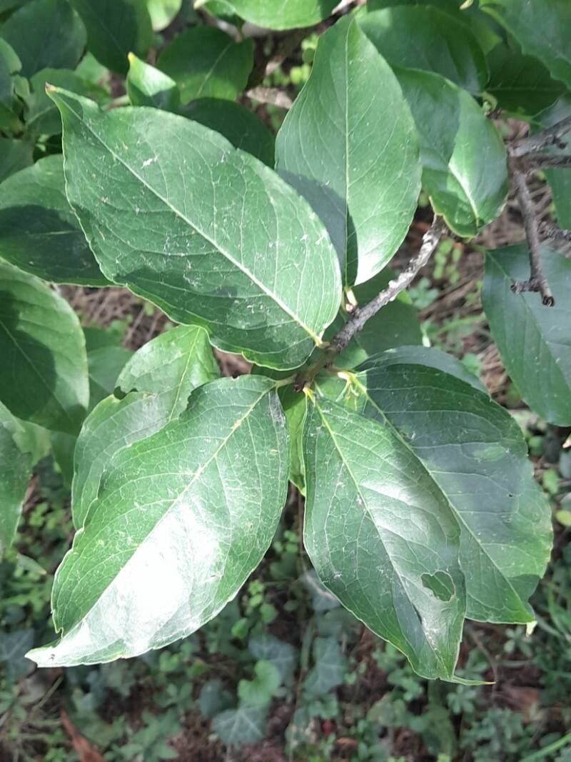 Ilex kusanoi — search result for 'Ilex'