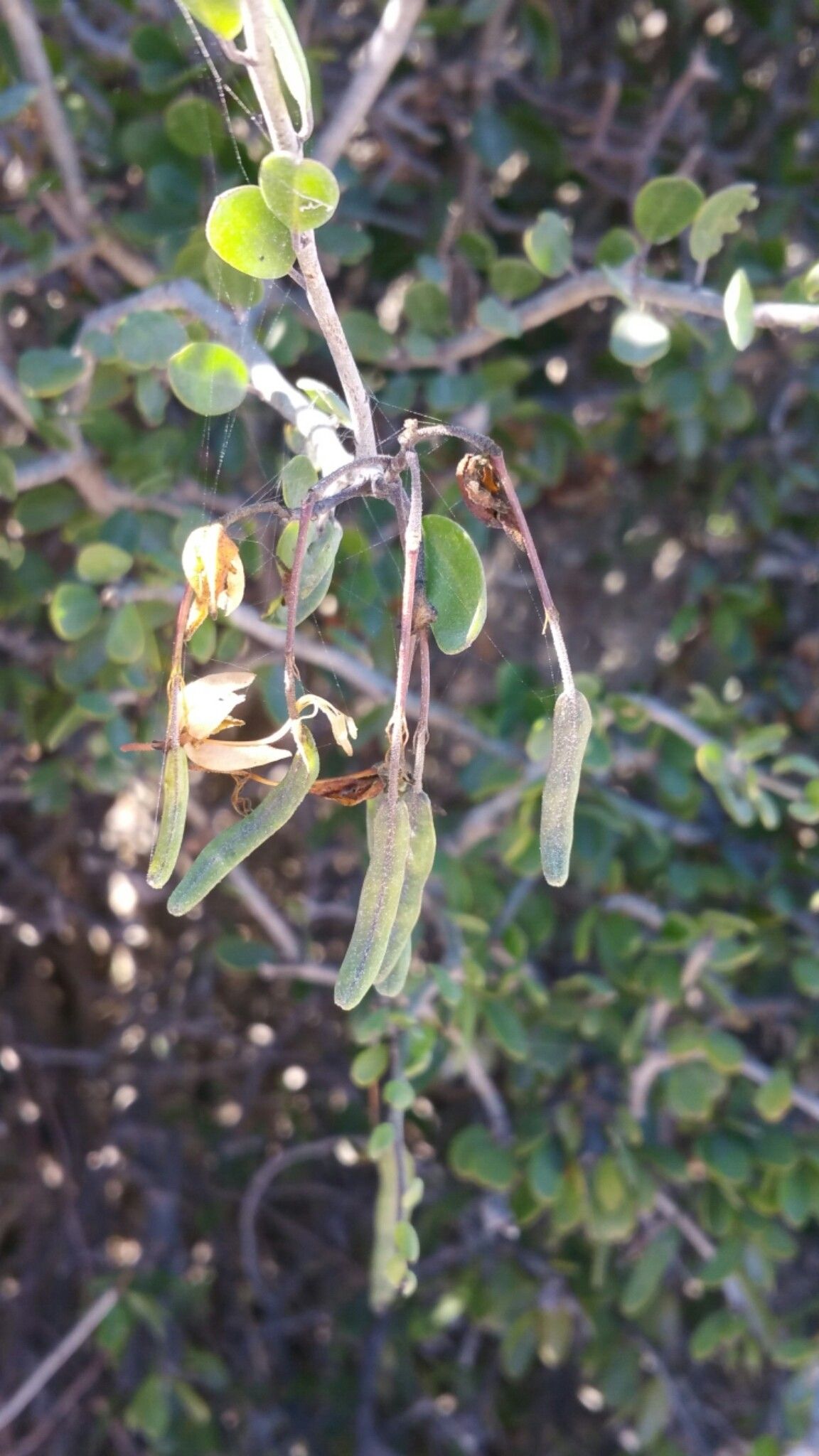 Cadaba virgata fruit