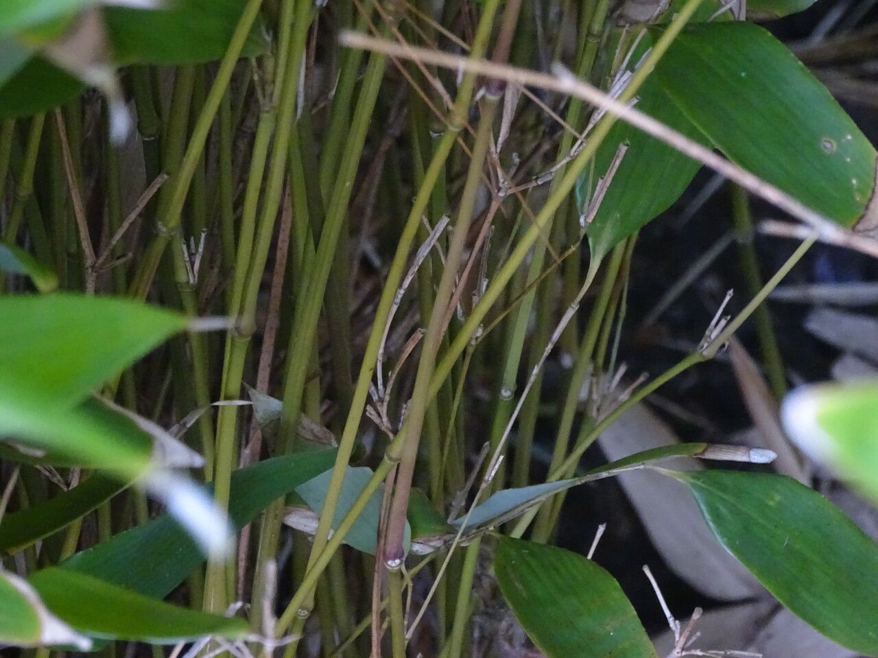 Shibataea kumasasa bark