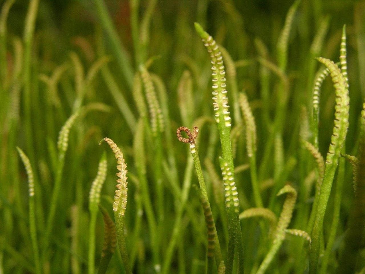Ophioglossum nudicaule — houseplant care guide