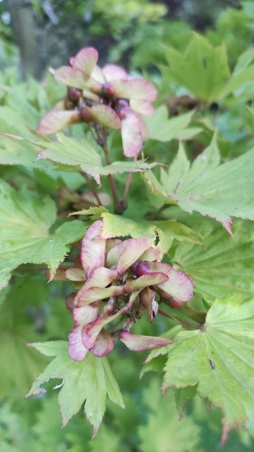 Acer shirasawanum fruit