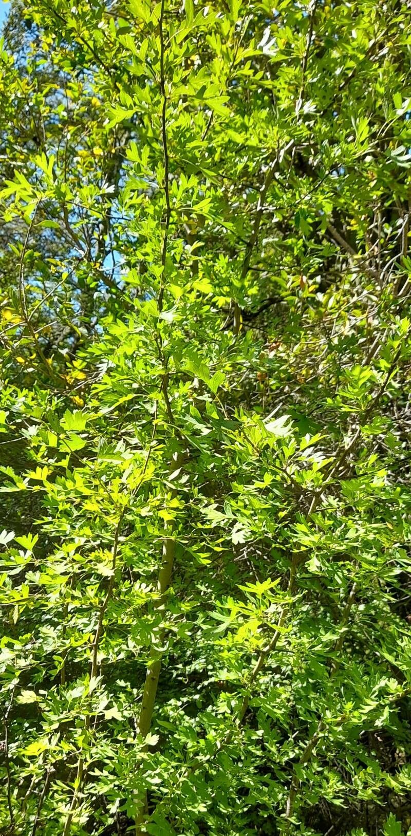 Ribes cucullatum habit