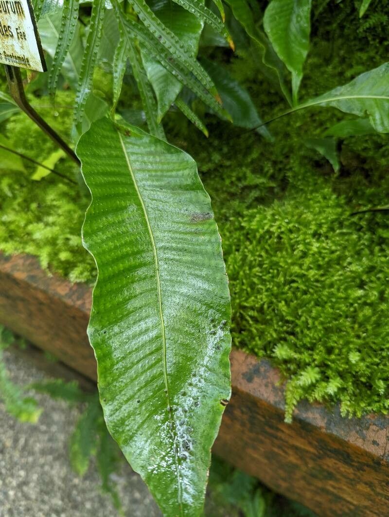 Campyloneurum sphenodes leaf