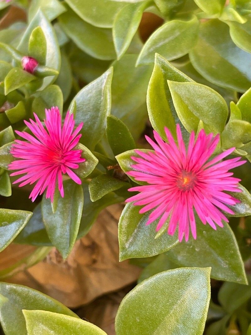 Aptenia cordifolia x Aptenia haeckeliana flower