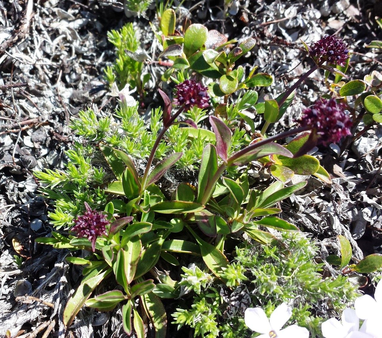 Penstemon procerus habit