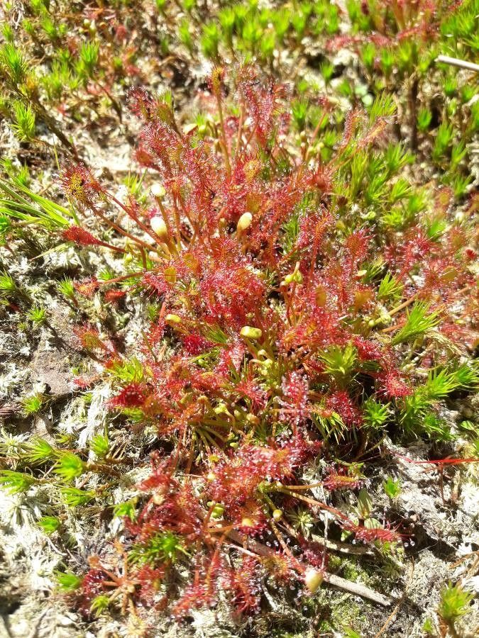 Drosera anglica flower