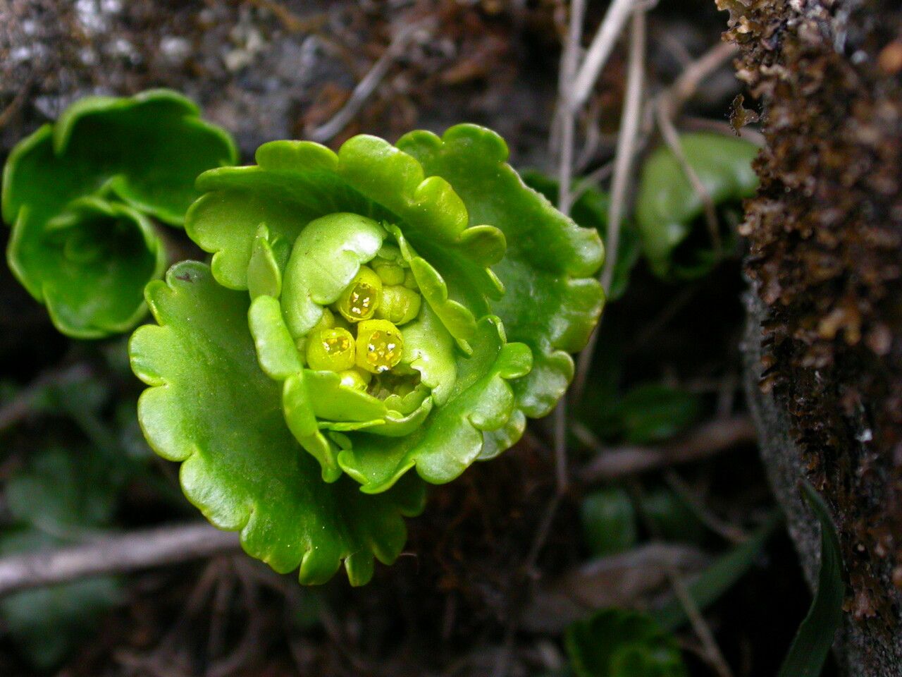 Chrysosplenium nudicaule habit