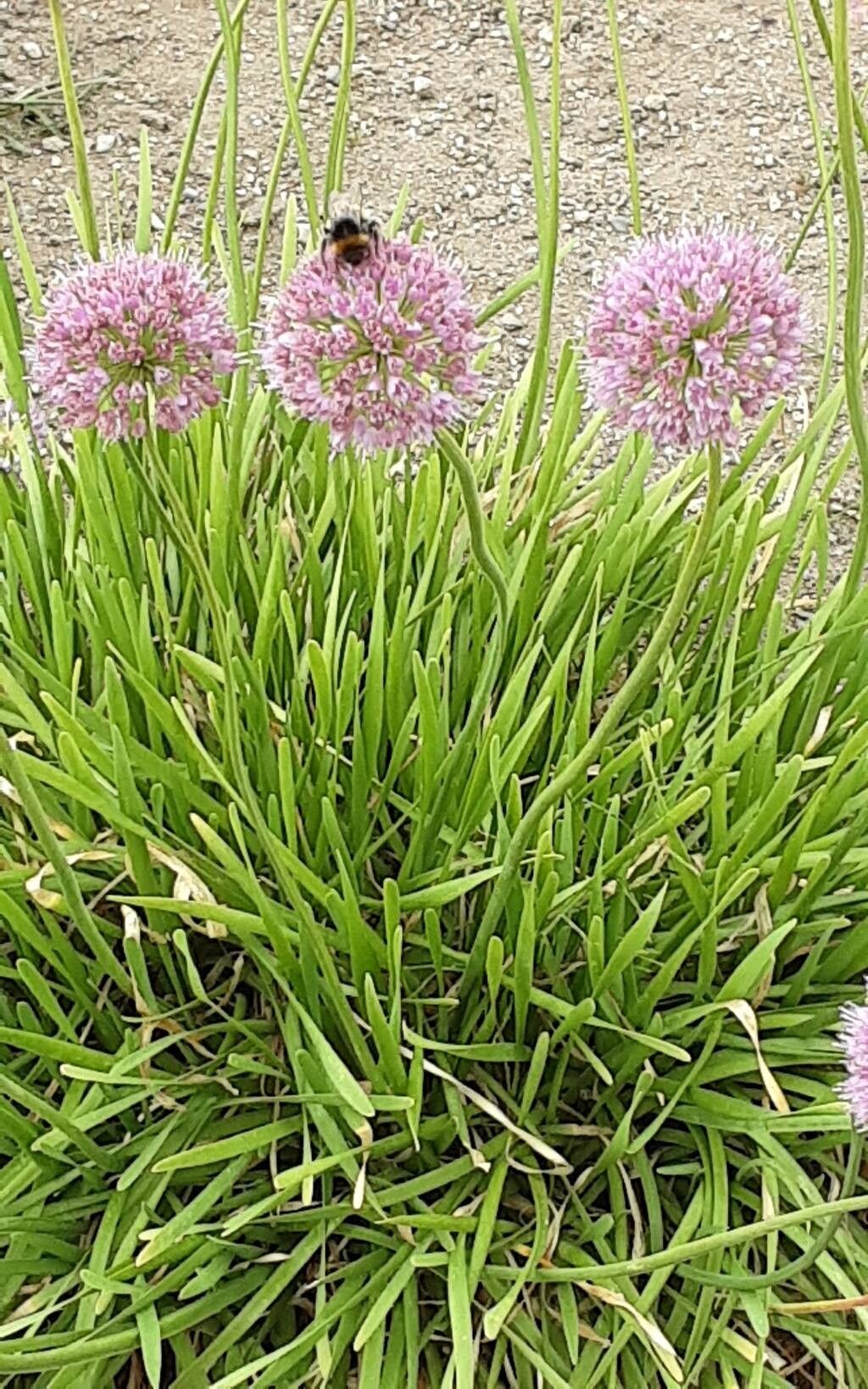Allium spirale habit