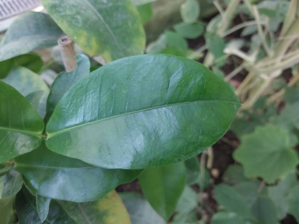 Ixora densiflora leaf