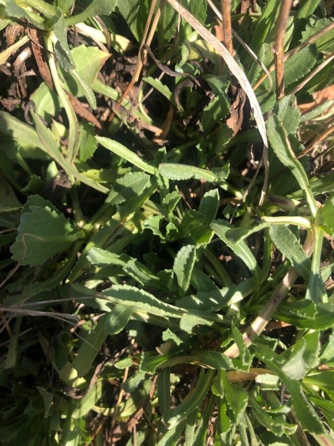 Grindelia robusta — houseplant care guide