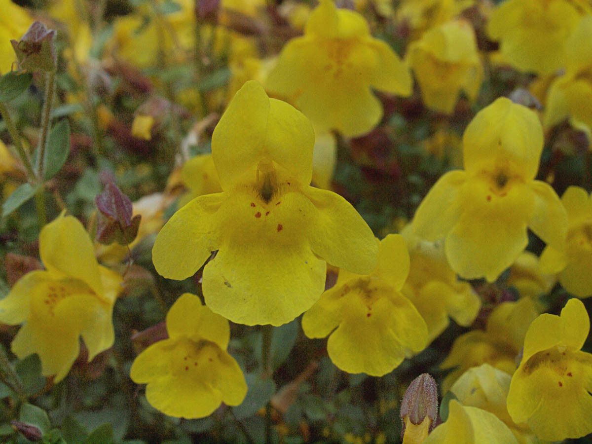 Mimulus tilingii flower