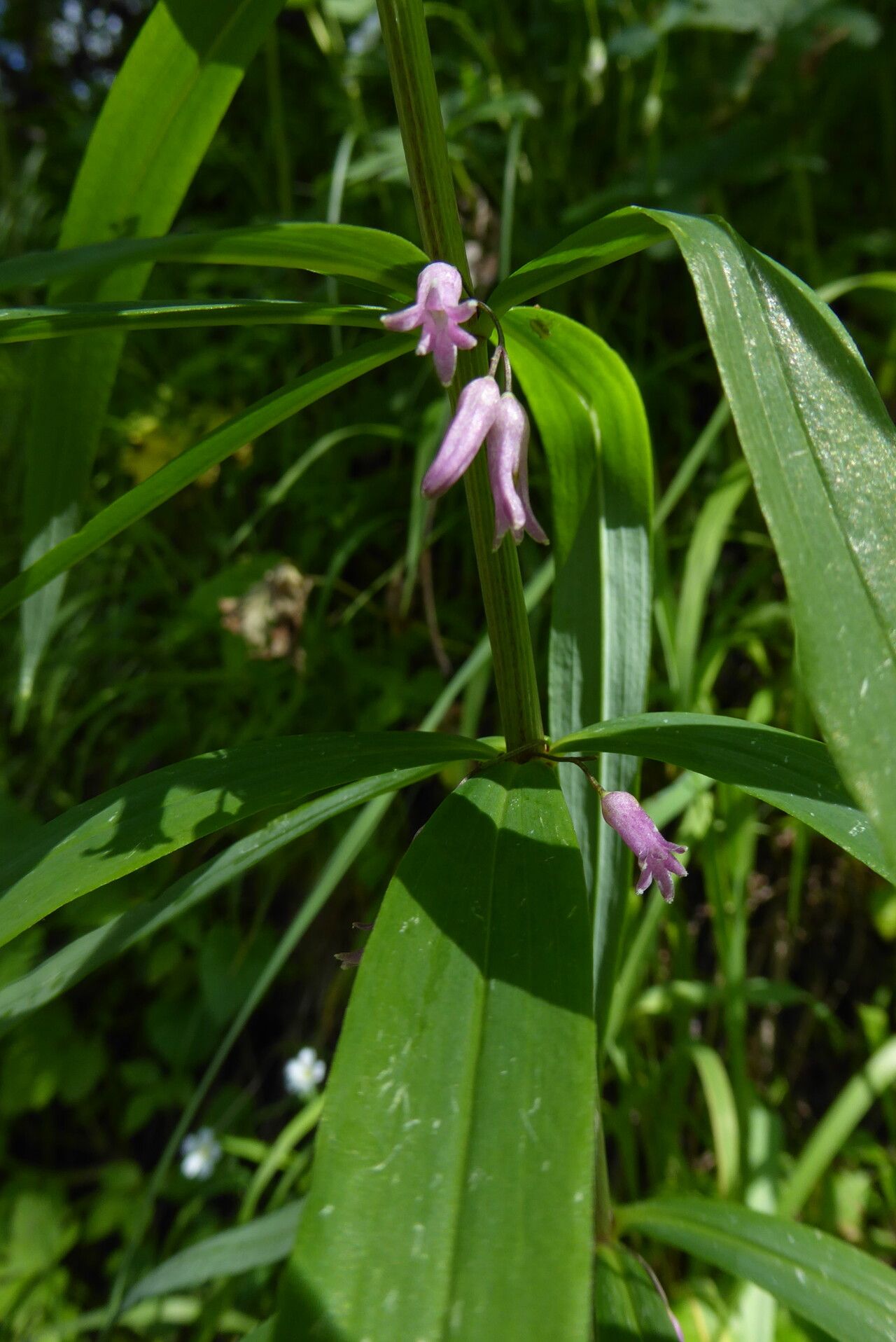 Polygonatum roseum flower