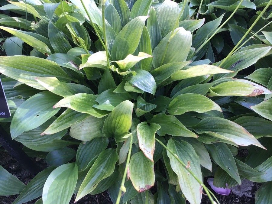 Hosta sieboldii — search result for 'Asparagaceae'