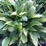 Hosta sieboldii