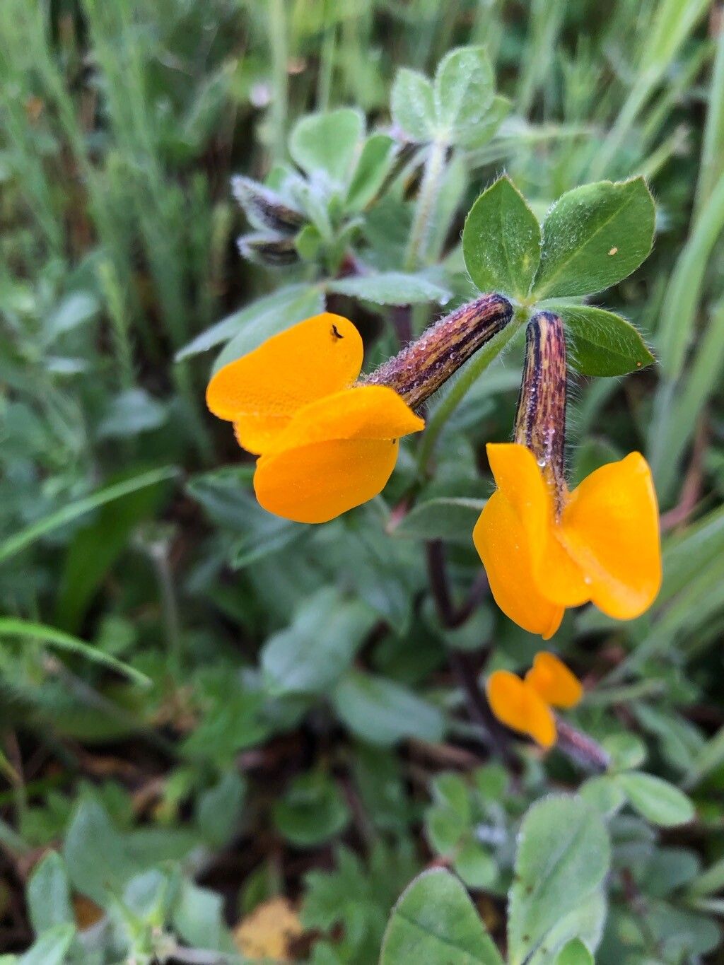 Lotus biflorus flower