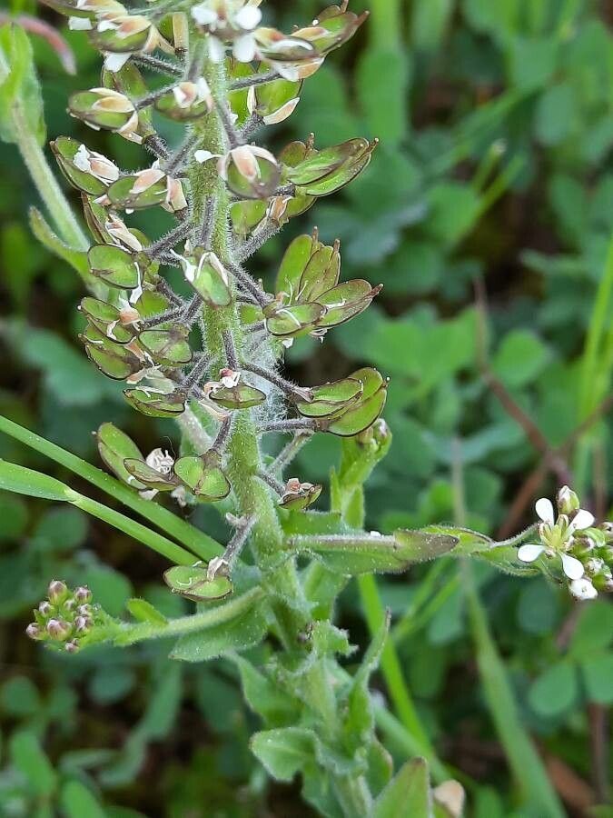 Lepidium heterophyllum fruit