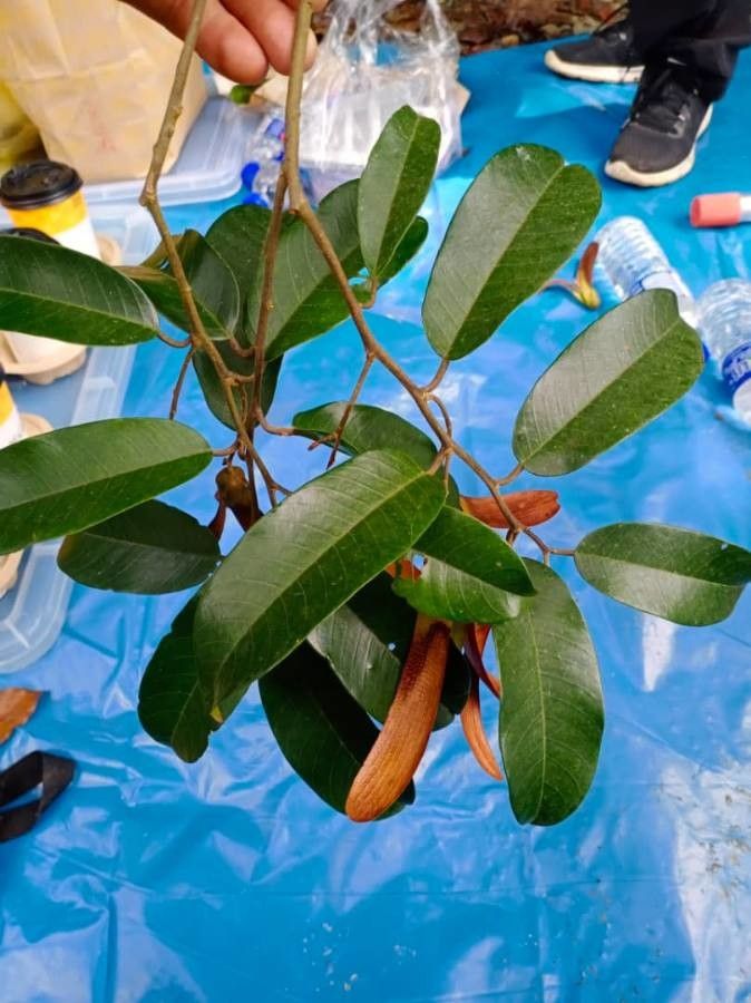 Shorea roxburghii — search result for 'Laos'