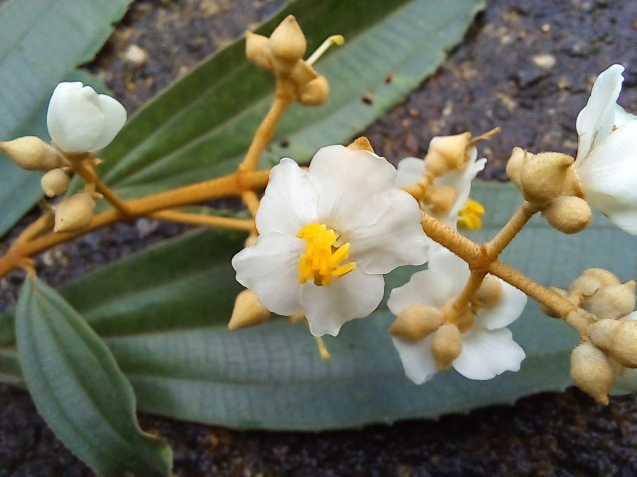 Miconia xalapensis flower
