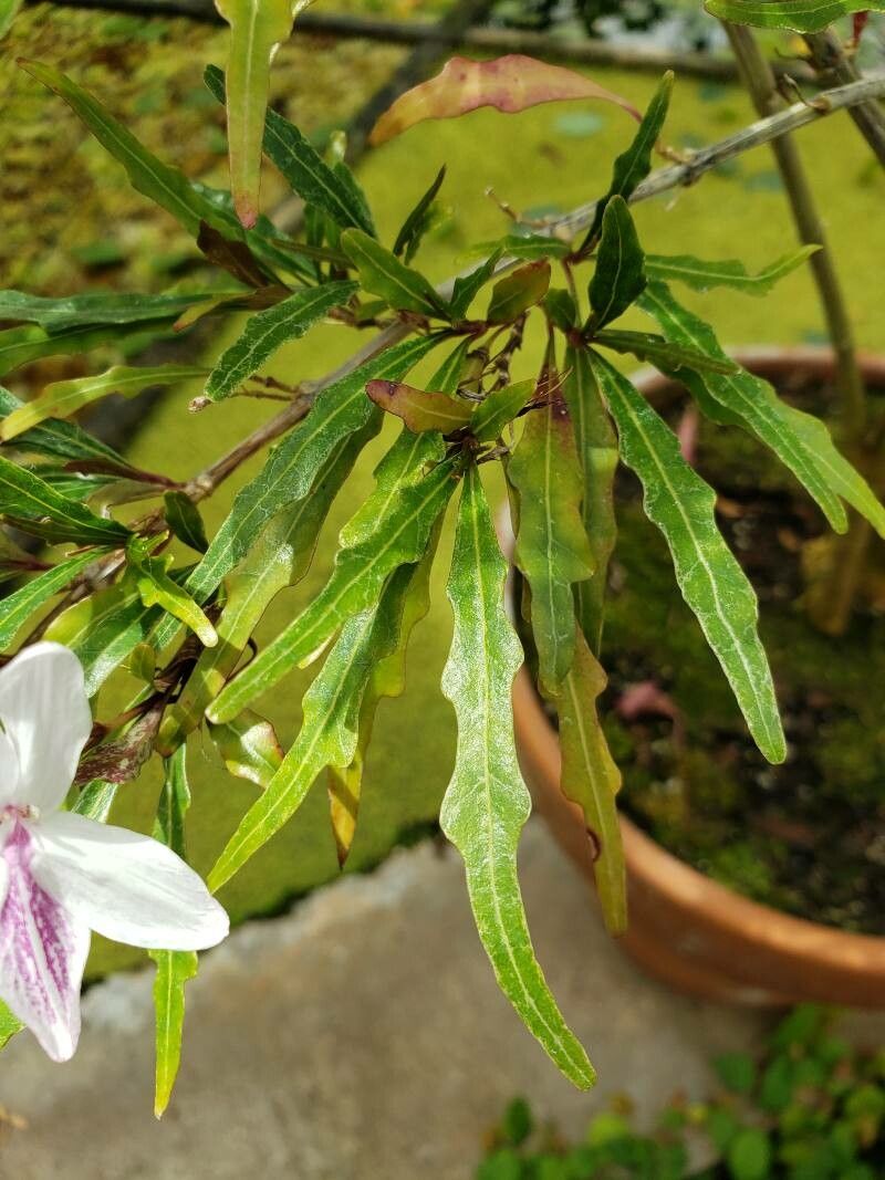 Pseuderanthemum longifolium leaf