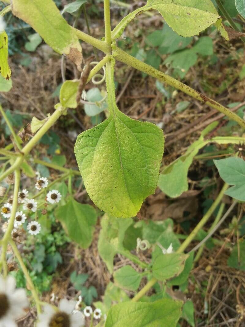 Verbesina microptera — houseplant care guide