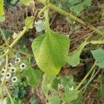 Verbesina microptera