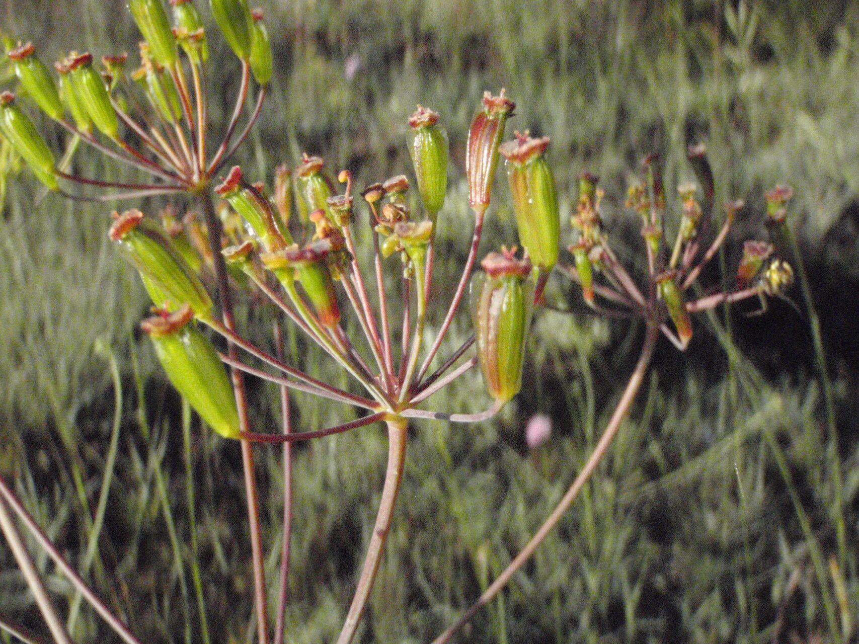 Thapsia minor fruit