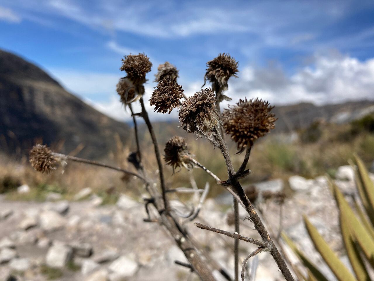 Espeletia colombiana flower