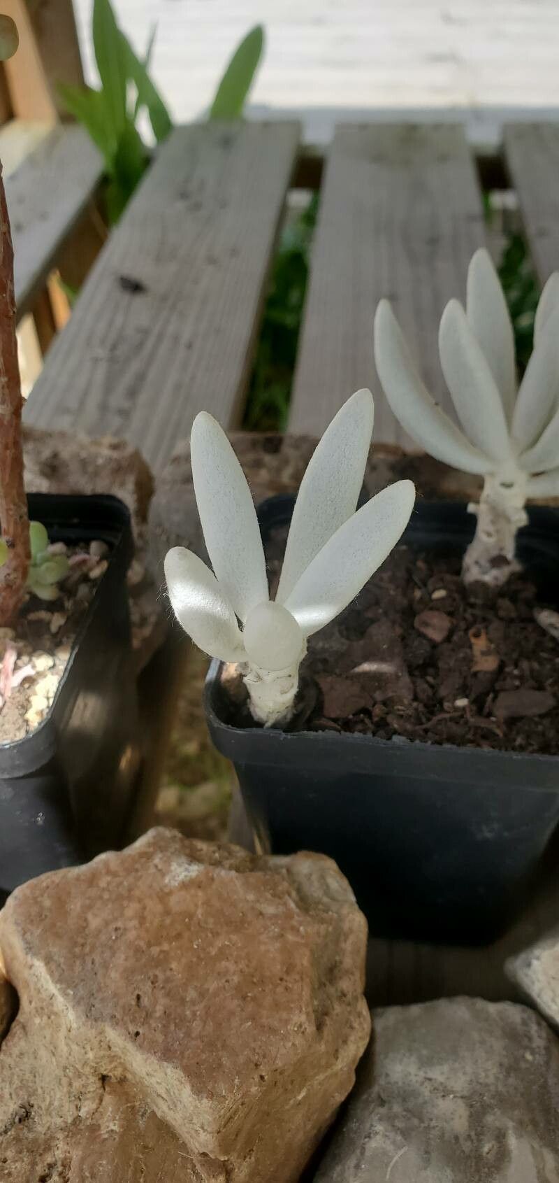 Caputia tomentosa flower