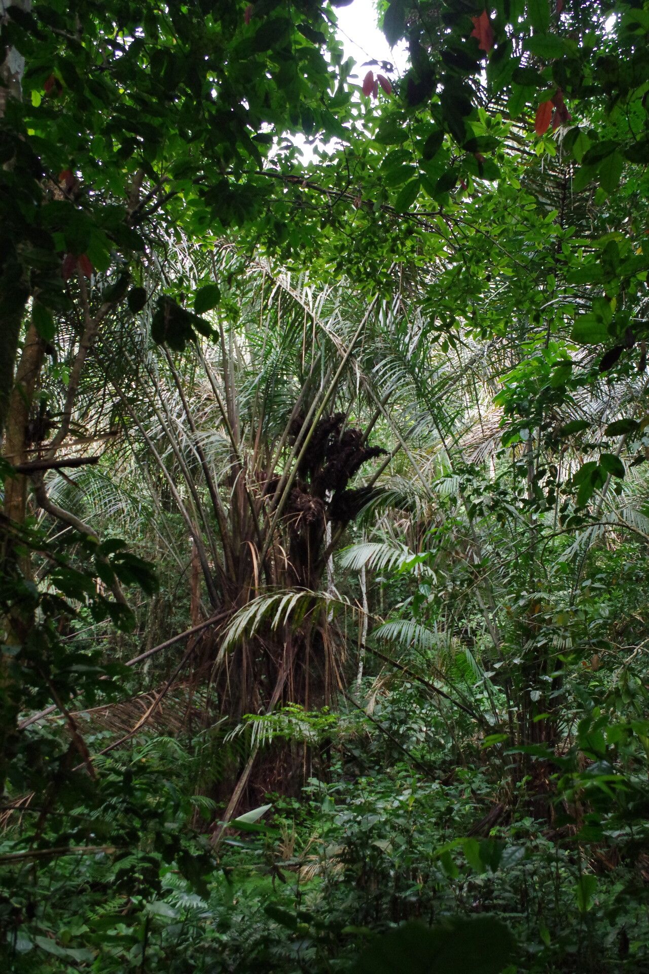 Raphia monbuttorum habit