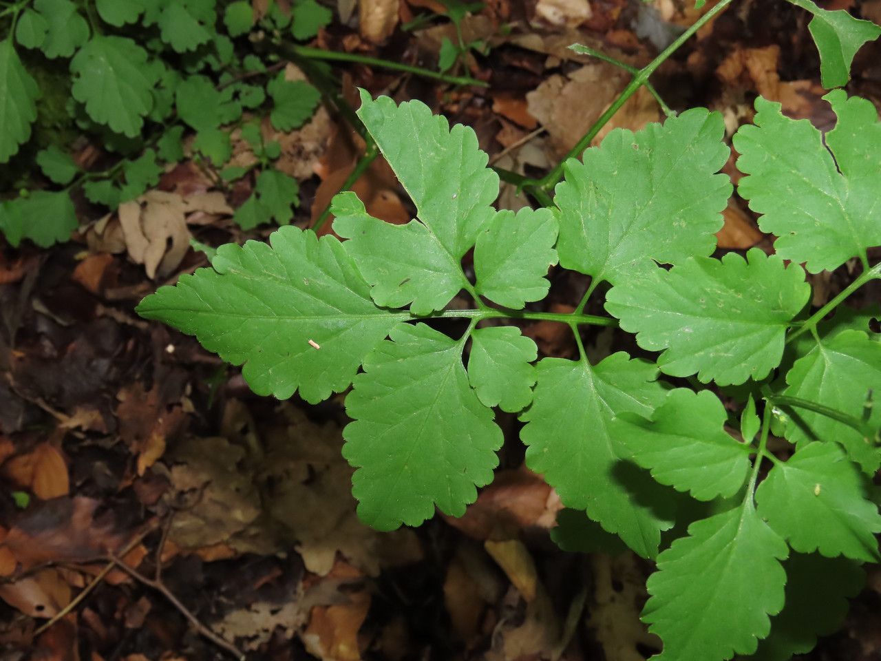 Cardamine chelidonia leaf