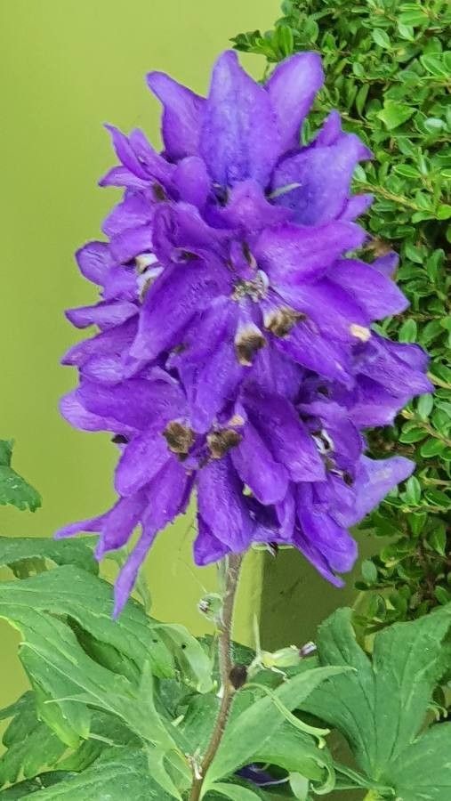 Delphinium dubium flower