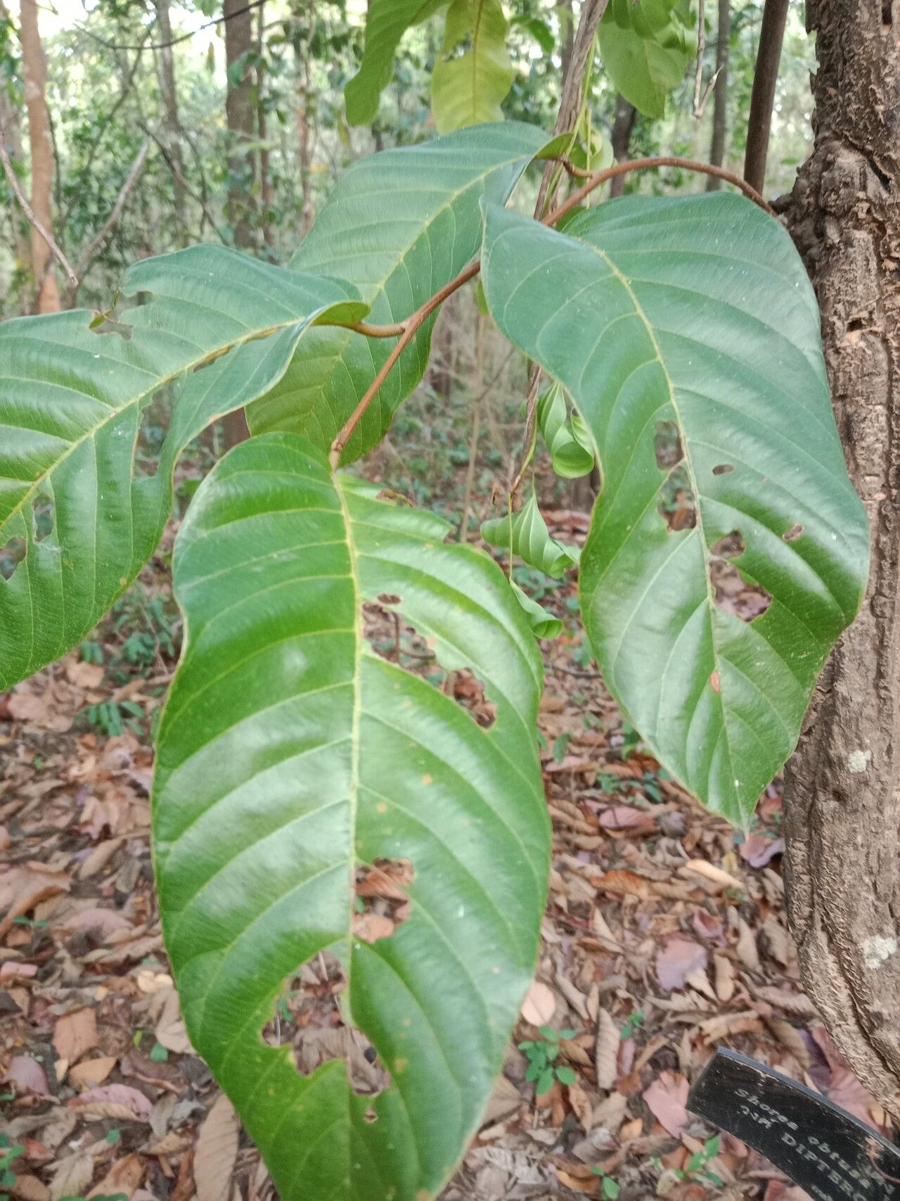 Shorea obtusa — houseplant care guide