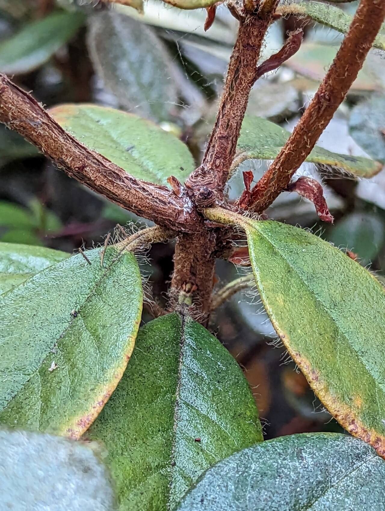 Rhododendron burmanicum bark