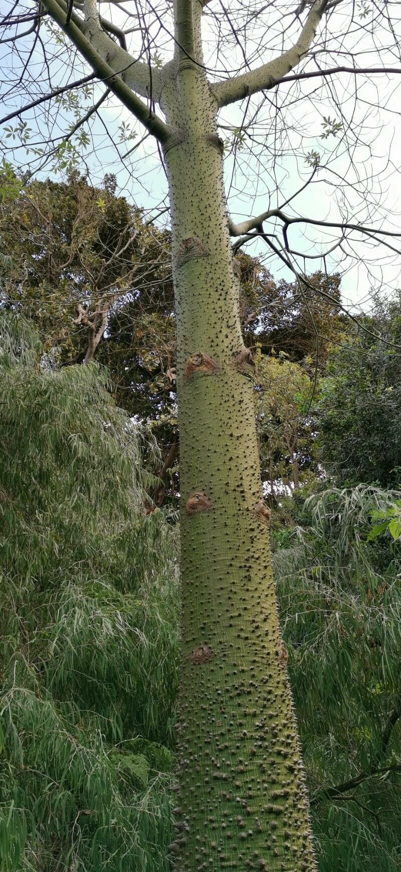 Ceiba pubiflora habit