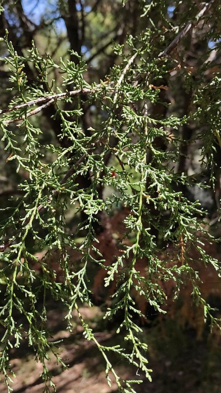 Cupressus guadalupensis — search result for 'Cupressus'