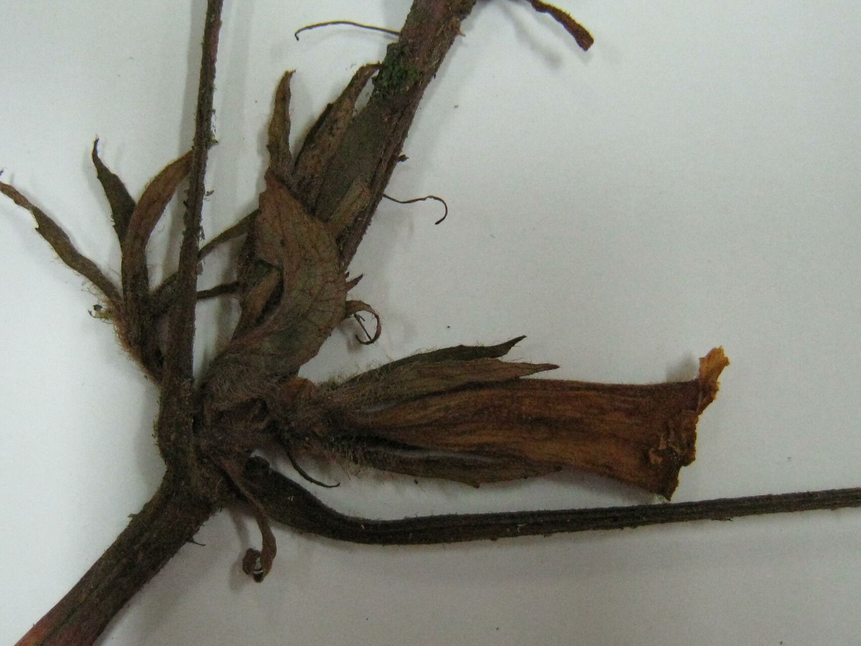 Nautilocalyx pictus other