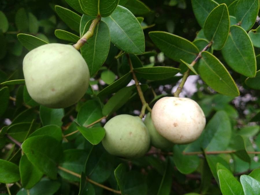 Syzygium baudouinii fruit
