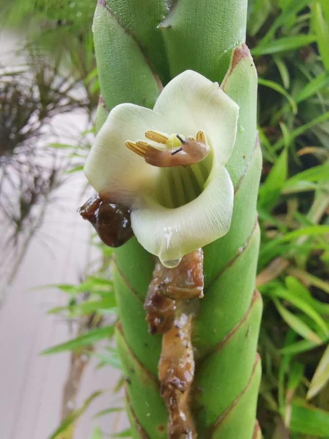 Werauhia gladioliflora flower