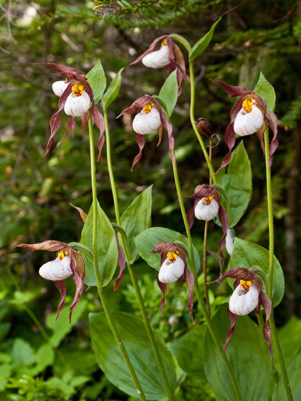 Cypripedium montanum habit