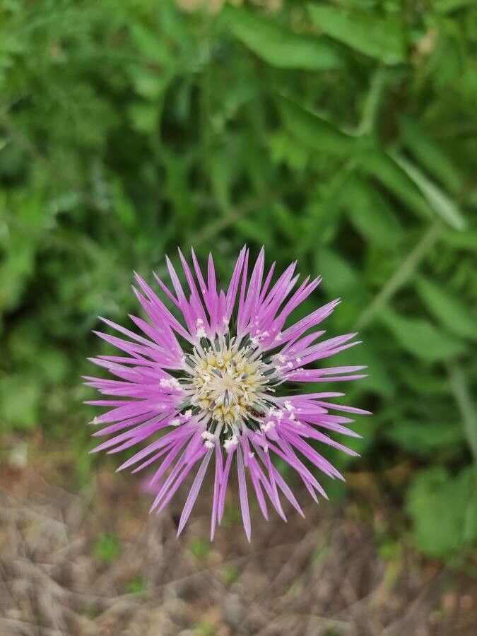 Galactites tomentosus flower