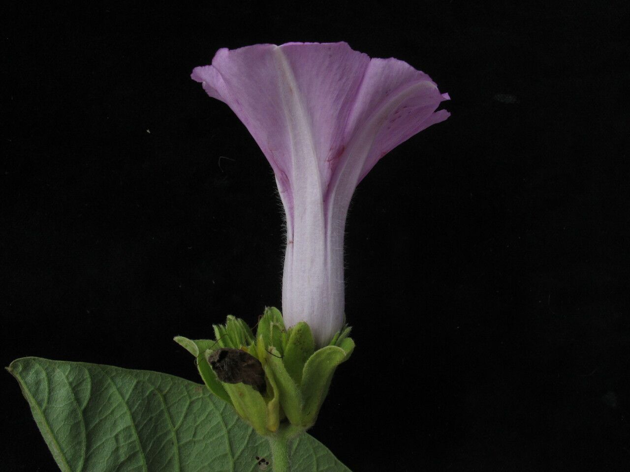 Argyreia roxburghii — search result for 'Argyreia'