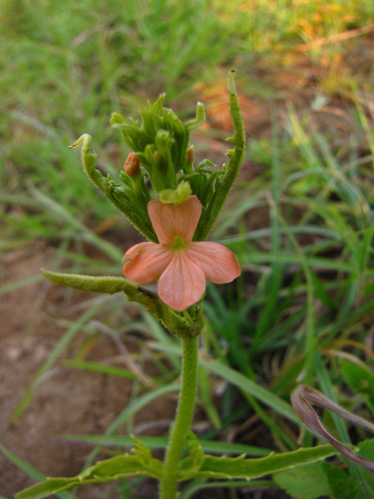 Striga forbesii — houseplant care guide