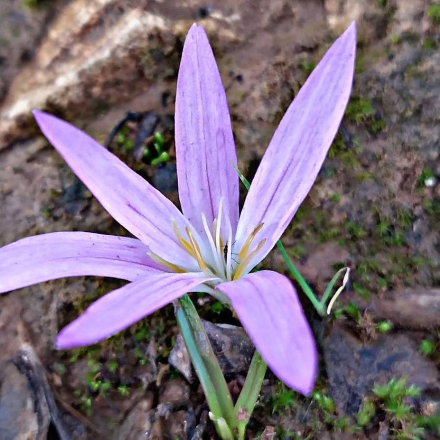 Colchicum filifolium flower