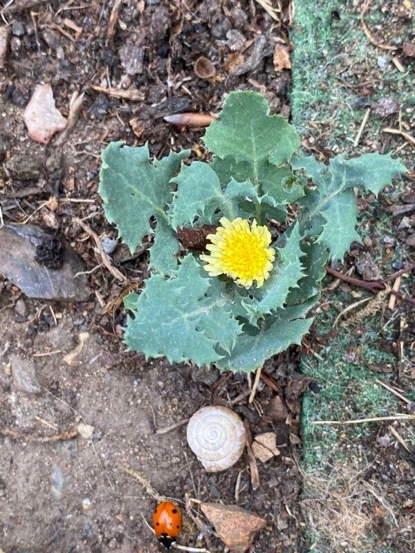 Reichardia ligulata flower