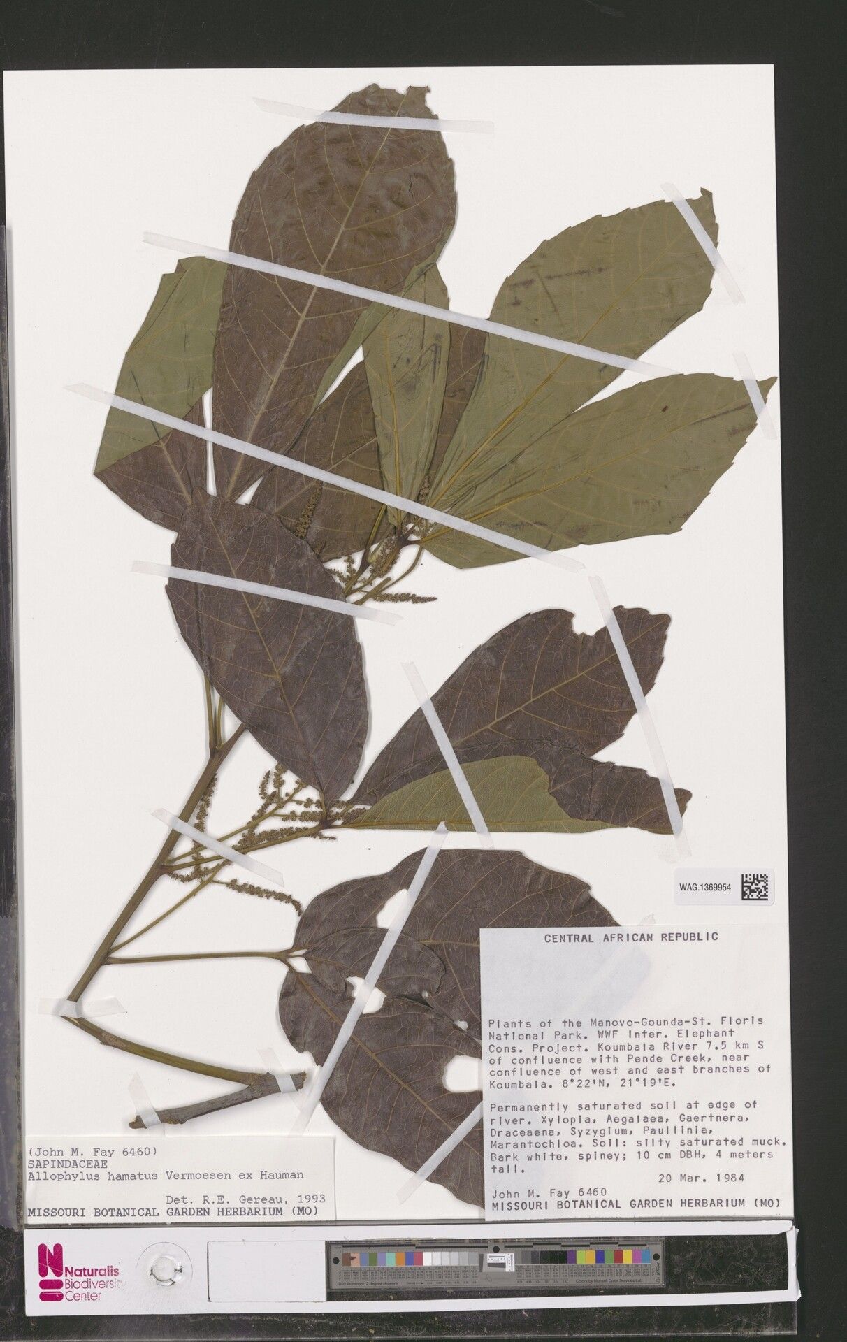 Allophylus hamatus — houseplant care guide