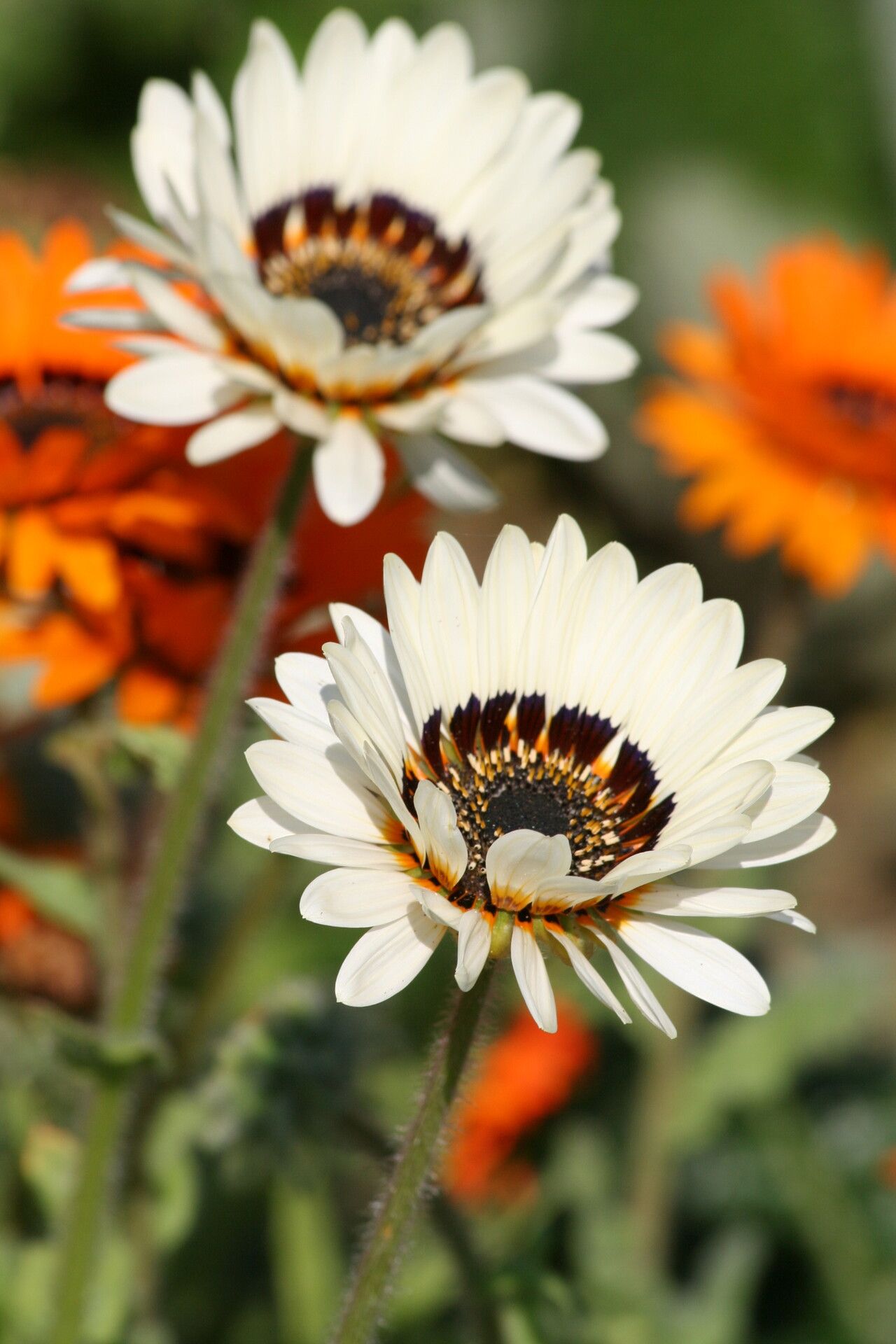 Arctotis fastuosa flower