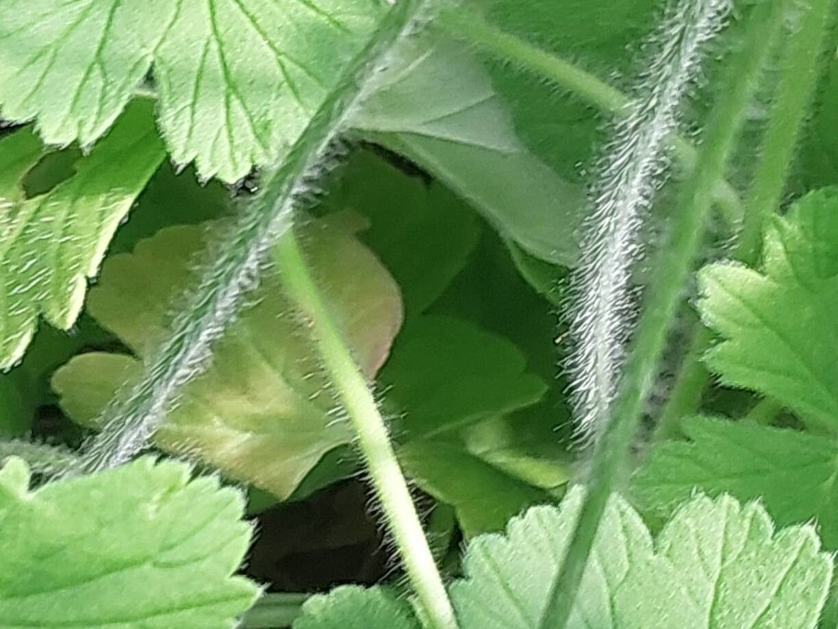 Pelargonium ranunculophyllum bark